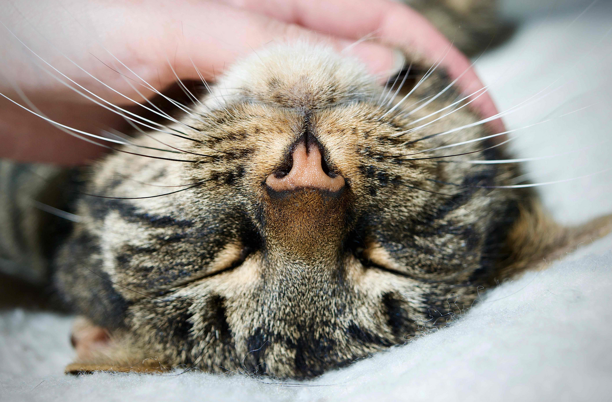 10 Facts You Didnt Know About Your Cats Whiskers Stink Free