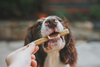 Wholesome Delights: Crafting Healthy Dog Food and Treats at Home
