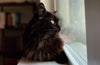 Your Cat's Obsession with Bird Watching: A Glimpse into the Feline Instinct