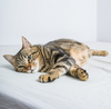 Is My Cat Sick? A how-to guide on how to give your cat an at home exam
