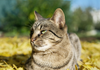Five Feline Personalities- Which Is Your Cat?