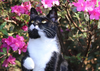 Toxic Spring Flowers & Plants for Cats to Avoid