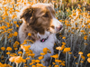 How To Keep Your Dog Healthy This Spring Season