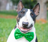 5 Things Your Pet Should Avoid on St. Patrick’s Day