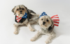 10 Pet Prep Tips for Memorial Day Weekend