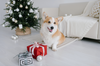 Holiday Pet Safety Tips