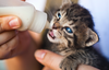 Can Your Cat Drink Milk?