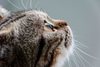 Your Cat's Brain- Crazy Facts You Didn't Know