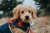 7 Fall Pet Safety Tips