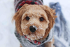 Winter Safety Tips for Dogs in the Snow