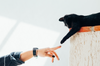4 Important Things Every Cat Owner Should Know