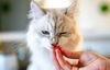 Whisker-Worthy Delights: Homemade Treats for Your Feline Friend