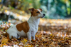 Is Your Dog Crazy for Leaf Piles? Here’s Why!