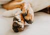 Taking Care of Your Dog's Paws