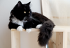 8 Simple Ways for Cat Owners to Keep A Clean House