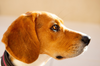 10 Important Tips for Taking Care of Your Dog