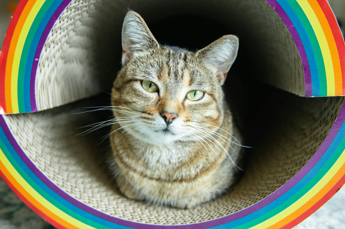 DIY Cat Scratcher: Build the Perfect Scratcher for Your Cat Using Mate ...