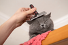 Keeping Cool: How to Help Your Cat Beat the Heat