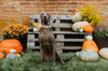 How to Decorate for Halloween Without Endangering Pets