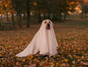 Keep your pets safe (and stress-free) this Halloween!