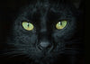 The History of Black Cats