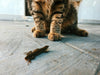 Ever Wonder Why Your Cat Brings You Dead Animals? The Surprising Reason Explained!