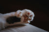 How to Clean Your Cat’s Ears & Trim Their Nails (Without the Drama)