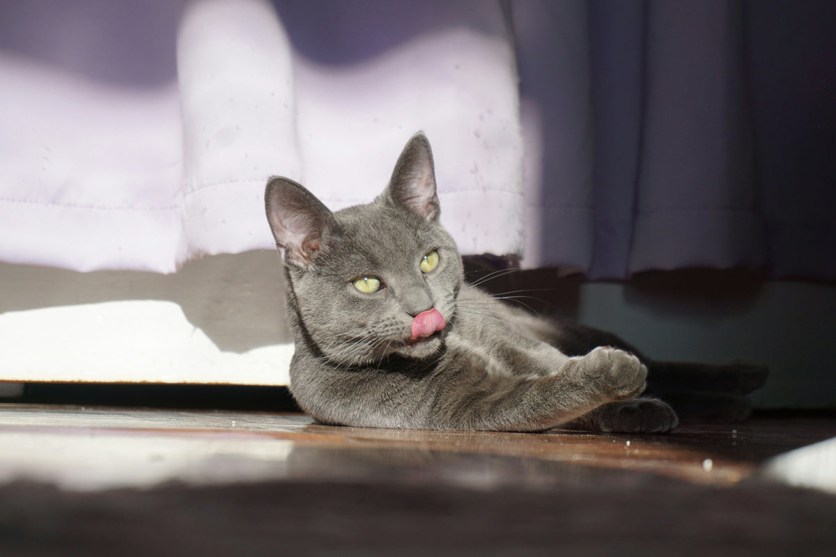 Spring Cleaning with Cats: Hidden Dangers to Watch For – Stink Free