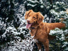 Winter is Coming: 8 Ways to Exercise Your Dog Indoors
