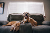 5 Ways To Make Your Home More Pet Friendly