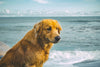 Summer Bucket List for You and Your Pet