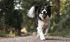 How to Spot and Soothe Insect Stings in Pets This Summer