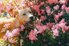 Springtime Solutions: Helping Your Pets Navigate Allergies