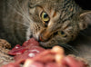 Raw Diet for Cats: Is It Safe?