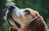 Sniffing the Seconds: How Dogs Can Tell Time by Scent