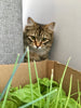 Plants That Are Toxic For Your Cat
