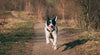 Why Exercise For Your Dog Is Important: 5 Simple Tips