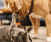 The 7 Worst Dog Breeds for a Cat Companion