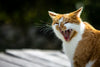 Why Do Cats Hiss? Exploring the Behavior and Its Origins