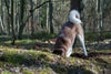 How to Stop Dogs from Digging (Without Losing Your Mind or Your Yard)