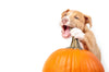 Pet-Friendly Halloween Treats You Can Make at Home