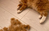 How to Control Cat Hair in Spring