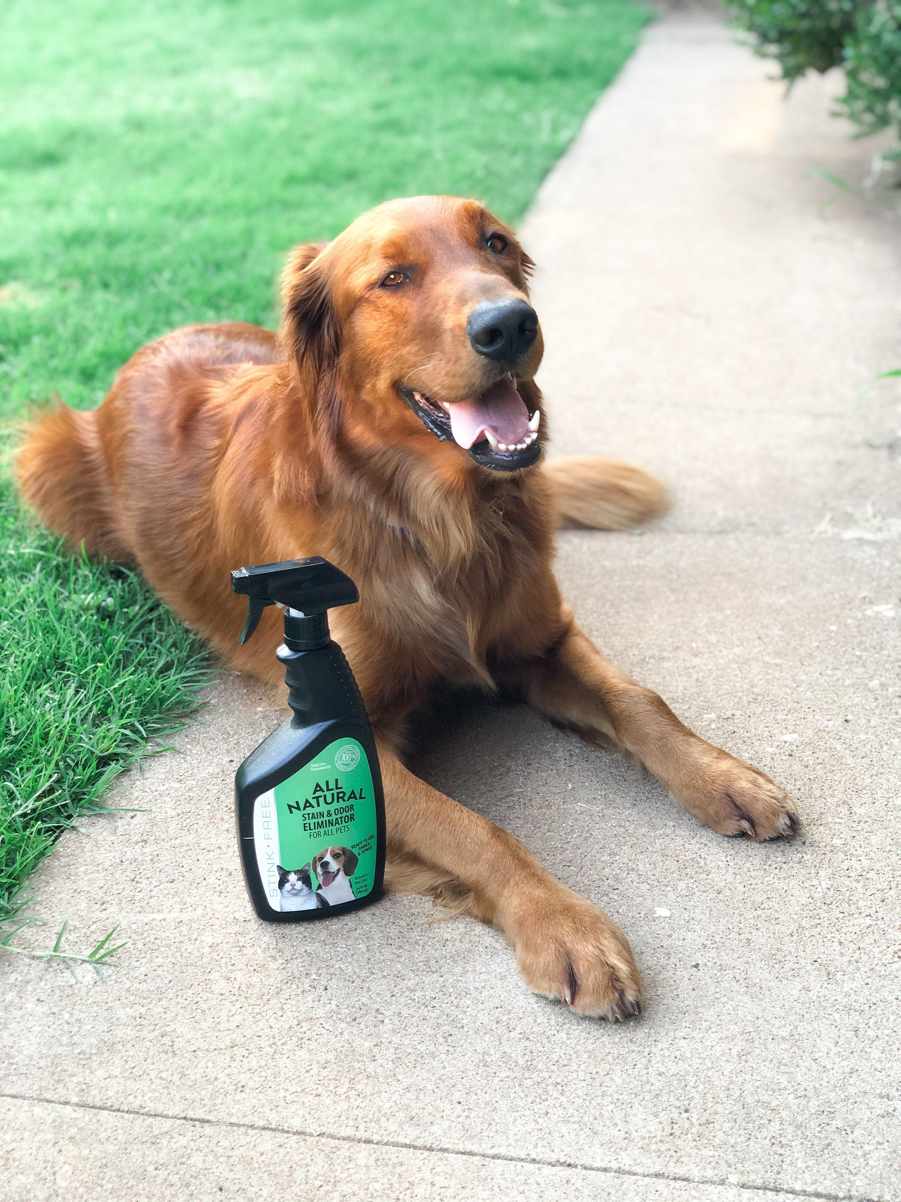 BLACK FRIDAY SPECIAL- 15% off All Natural Stain & Urine Odor Eliminator for Pets w/ FREE UV Light (Empty 24 oz. Sprayer Included)