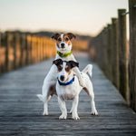 Tickless & JK9 Anti Tick Outdoor Collar for Dogs & Cats