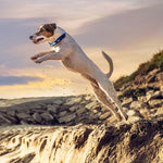 Tickless & JK9 Anti Tick Outdoor Collar for Dogs & Cats