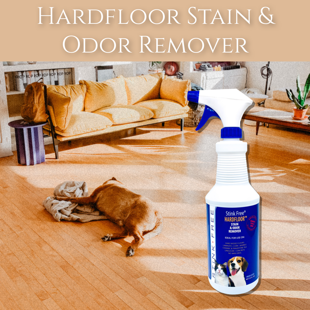 Dog urine top on travertine floor