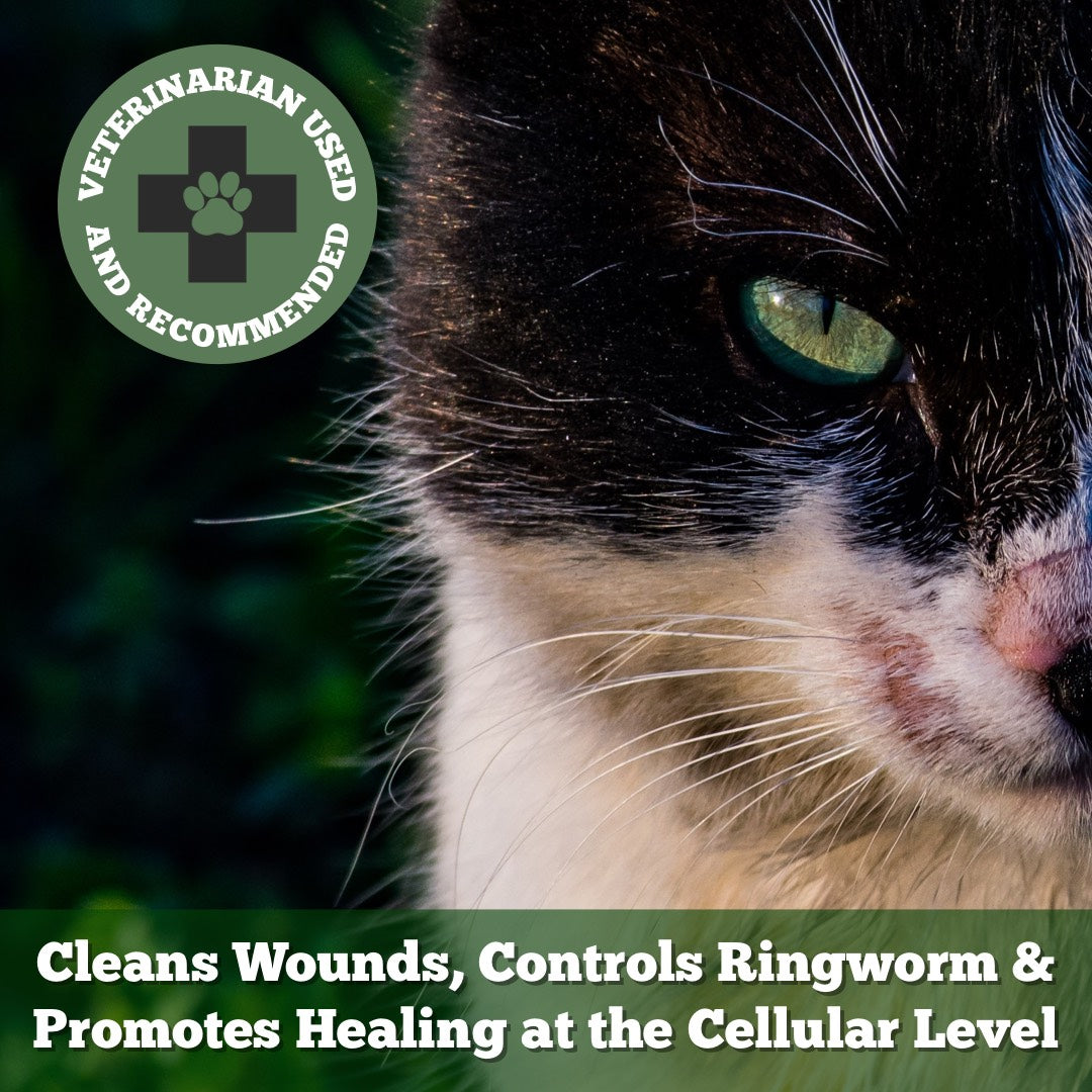 Ringworm In Cats Paws